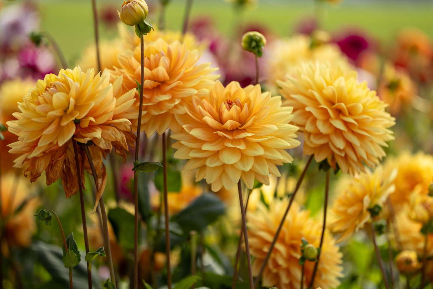 Dahlia 'Rancho'